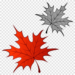 Maple Leaf color and black and white Illustration - Vector
