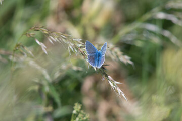 Butterfly, Common Blue. North bank River Medway.
