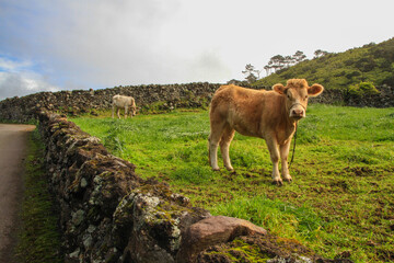 Calf on green meadow at the island of Pico, Azores, symbol for ecological live stock
