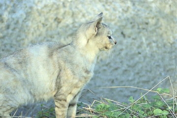 野良猫の横顔のクローズアップ