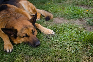 german shepherd dog lying on grass