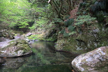 Naklejka na ściany i meble 日本の自然、透き通る川の流れ