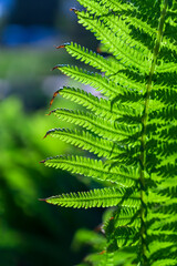 fern leaf in the forest