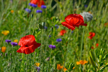 Duo de coquelicots sur palette de couleurs florales