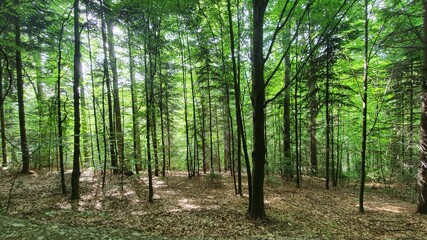forest in spring