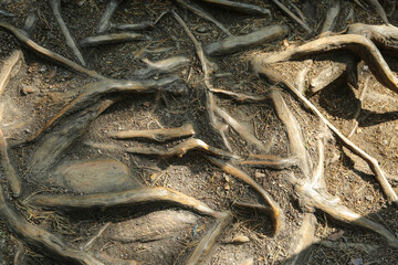  Twisted pine roots on the surface of the earth in the summer.