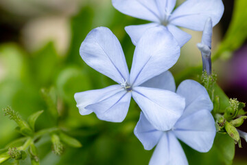 Small Blue Plumbago Flower macro out of focus background photograph
