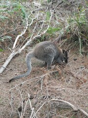 Naklejka premium Walabi