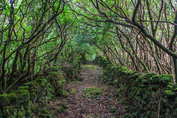 Path through forest at Pico island, Azores, Portugal