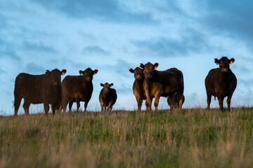 Cows eating grass.