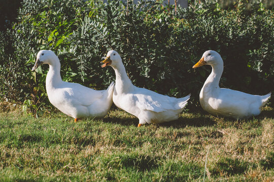 three white pure goose walk on the green grass at sunset. one goose opened its beak