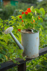 Iron cane stands in the garden