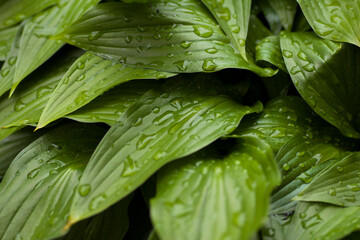 Large green leaves with water droplets from rain