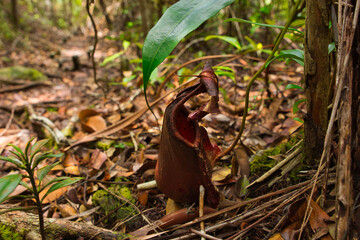 Red pitcher plant (Nephentes tentaculata) in the forest of Pako National Park in Sarawak, Borneo, Malaysia. Besides trees, dry grass and green leaves.