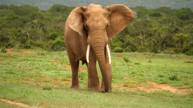 Carefree elephant walking towards camera swinging its trunk