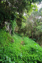 Flora of coastal trail at the island of Sao Jorge, Azores, Portugal (vertical)