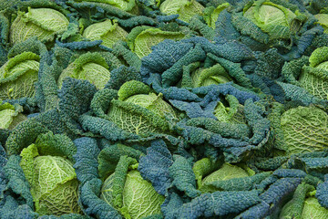 Savoy cabbage. Beautiful green blue background print of lots of leaves and savoy cabbage. a lot of boiled savoy cabbage with beautiful sheets - obrazy, fototapety, plakaty