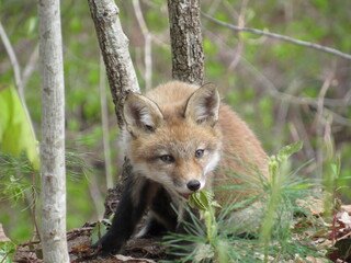 Young red fox biting a plant and looking towards the camera in the woods during spring
