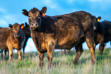 Cows eating grass.