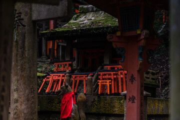 Fototapeta na wymiar Fushimi Inari Ancient forest covered with toori arches.