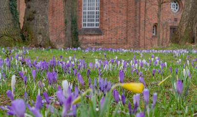 Krokusblüte zum Frühlingsanfang vor einer Kirche