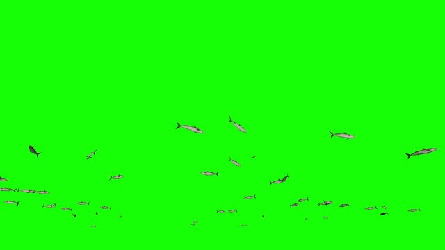 Mackerel school of fish, Green Screen Chromakey