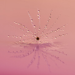 Water droplets on a Dandelion clock