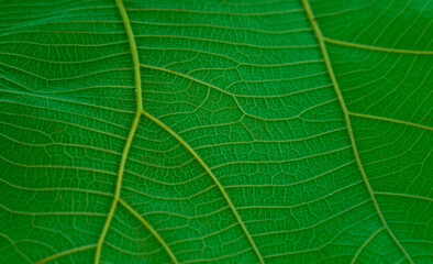 green leaf texture, Natural background and wallpaper,dark green tone