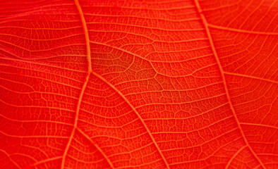 red leaf texture,nature background