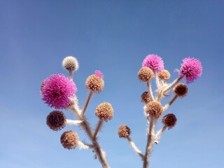 Fototapeta premium flowers of a willow