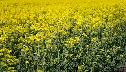 Yellow rapeseed field. Canola bloming. 