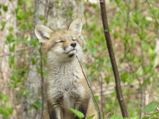 Young red fox sniffing the air with it's eyes closed