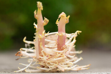 Potato with two big stems and many small stems