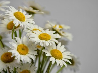 Fototapeta na wymiar Fresh cut daisy flowers up close in a macro photography still life shot with a clean white gray background. White flowers with yellow centers. Nature brought inside.