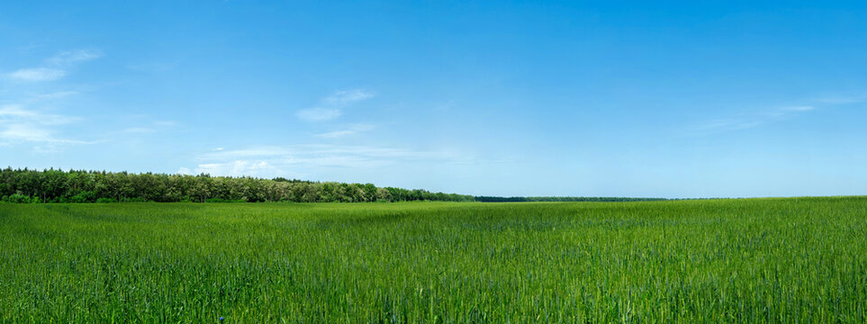 panorama of green wheat field and blue sky © Олег Ткачук