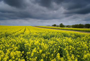Fototapeta premium rapeseed field in spring