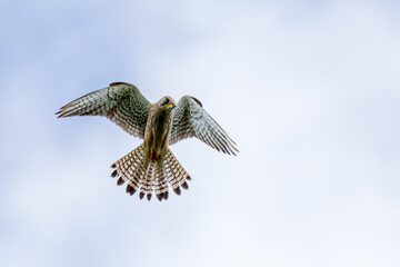 Falke in der Luft