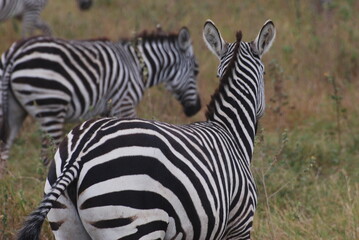 Fototapeta na wymiar Zebra in the wild 