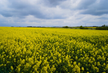 Fototapeta premium rapeseed field in spring