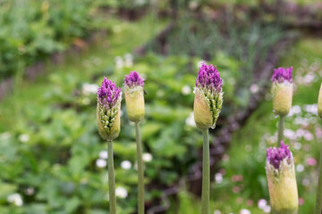 Obraz premium allium buds close-up in the garden