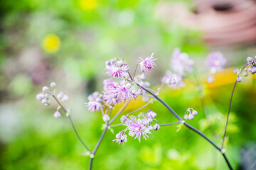 Blooming purple French Meadow Rue (Columbine Meadow Rue) in the forest. Selective focus. Shallow depth of field.
