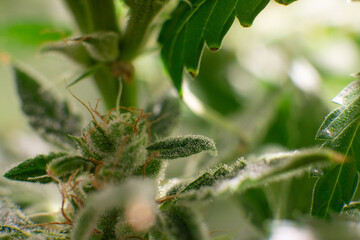 CBD THC in Pot. Marijuana bud close up. Sativa Fresh green weed In details. Macro trichomes of...