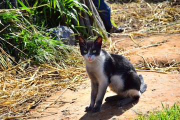 A thin dirty stray cat, black and white, sitting. Madeira, Portugal.