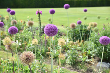 Allium violet en fleurs au printemps