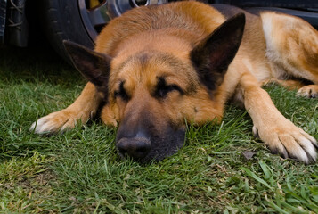 portrait of a german shepherd