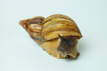 snail on a white background
