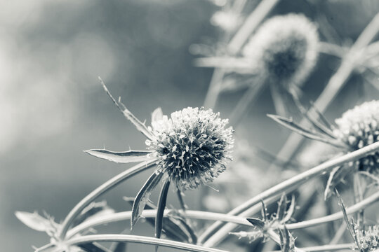 Blooming Blue Eryngo (Eryngium planum) in the garden. Selective focus. Shallow depth of field. Black and white image.
