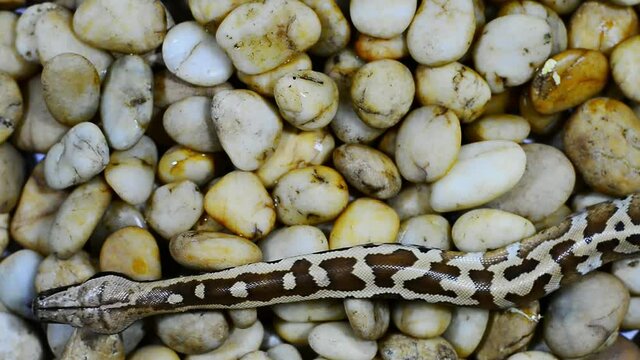 Blood python juvenile flick tongues,high angle view.
Python snake slither away on river gravel surface and breathe slowly,HD video .