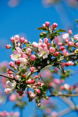 
apple blossom in spring, pink bloom, apple blossom branches