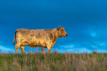 Cows eating grass.